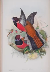 Harpactus Diardi, lámina de Las aves de Gran Bretaña de John Gould, publicado 1862-73