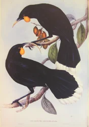 Ilustración de la pareja Huia