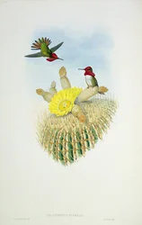 Colibrí, grabado por Walter y Cohn