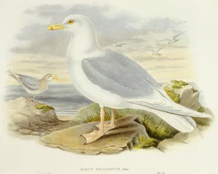 Gaviota islandesa (Larus glaucoides), grabado por John Gould