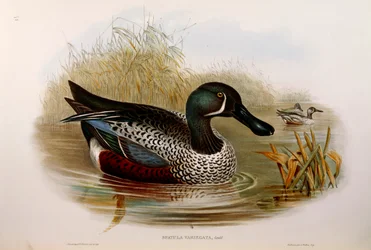 Ilustración de "Las Aves de Australia" de John Gould representando Pato cuchara austral (Anas rhynchotis variegata), por Oscar Dressler