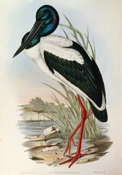 Ilustración de "Las aves de Australia" de John Gould representando al Jabirú asiático Ephippiorhynchus asiaticus