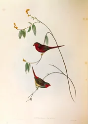 Ilustración de "The Birds of Australia" de John Gould representando al Pinzón carmesí Neochmia phaeton, grabado coloreado