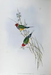Ilustración de "Las Aves de Australia" de John Gould que representa al Diamante de Gould (Chloebia gouldiae), por Oscar Dressler