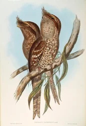 Ilustración de "The Birds of Australia" de John Gould representando Tawny Frogmouth Podargus strigoides, por Oscar Dressler
