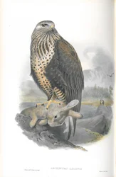 Ilustración de Archibuteo Lagopus (Busardo Ratonero)