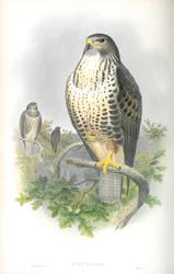 Ilustración de Buteo Vulgaris (Busardo Común)