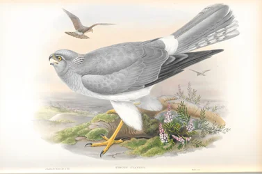 Ilustración de Circus Cyaneus (Aguilucho Pálido)