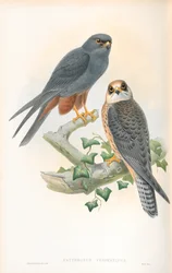 Ilustración de Erythropus Vespertinus (Alcotán Patirrojo)