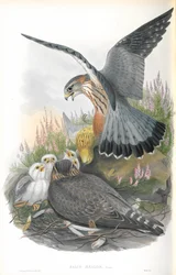 Ilustración de Falco Aesalon (Esmerejón)