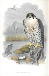 Ilustración de Falco Peregrinus (Halcón Peregrino)