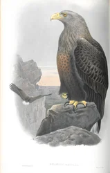 Ilustración de Haliaetus Albicilla (Águila Marina)