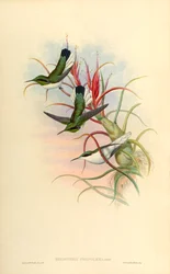 Ilustración de Heliothrix phainolaema (= Heliothryx auritus phainolaemus) (colibrí) en Tillandsia bulbosa (bromelia)