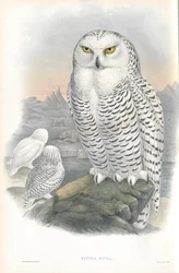 Ilustración de Nyctea Nivea (Búho Nival)