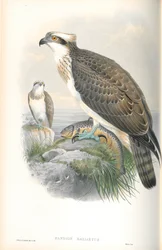 Ilustración de Pandion Hallaetus (Águila Pescadora)