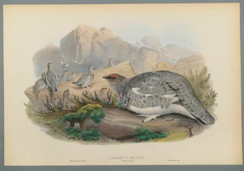 Lagopus Mutus, Plumaje de Otoño: Perdiz Nival