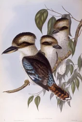 Kookaburra risueño (Dacelo novaeguineae), grabado por John Gould