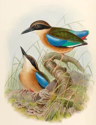 Pita de manglar (Pita de alas azules) Pitta megarhyncha Schlegel