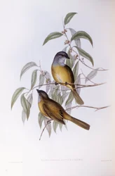 Silbador oliva (Pachycephala olivacea), grabado por John Gould