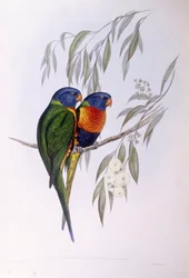 Lori adornado (Trichoglossus ornatus), grabado por John Gould
