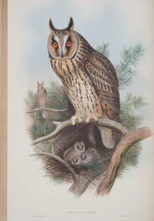 Otus Vulgaris, lámina de Las Aves de Gran Bretaña por John Gould, publicado 1862-73