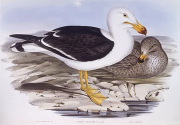Gaviota del Pacífico (Larus pacificus), grabado por John Gould
