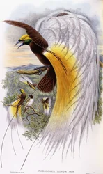 Paradisaea Minor