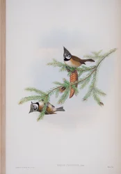 Parus Cristatus, lámina de Las Aves de Gran Bretaña por John Gould, publicado 1862-73