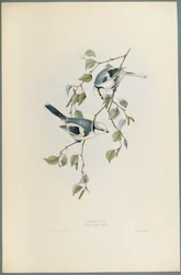 Parus Cyanus: Herrerillo Azul