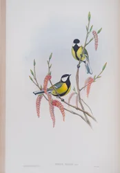 Parus Major, lámina de Las Aves de Gran Bretaña por John Gould, publicado 1862-73