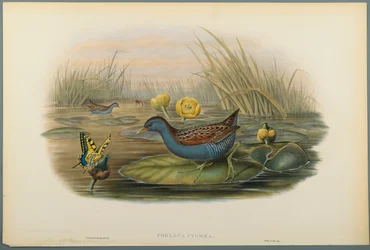 Porzana Pygmaea, Grulla de Baillon