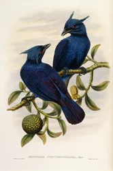 Manucode púrpura y violeta