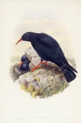 Chova piquirroja (Pyrrhocorax pyrrhocorax), grabado por John Gould