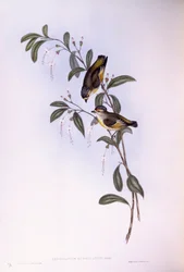 Pardalote de ceja roja (Pardalotus rubricatus), grabado por John Gould