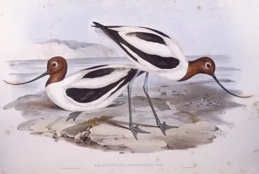 Avoceta de cuello rojo (Recurvirostra novaehollandiae), grabado por John Gould