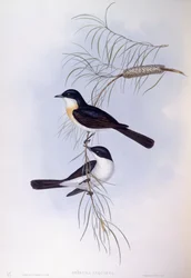 Cazamoscas inquieto (Myiagra inquieta), grabado por John Gould