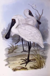 Espátula real (Platalea regia), grabado por John Gould