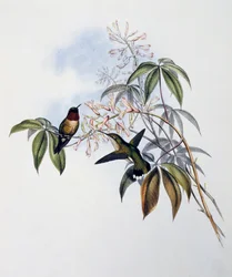 Colibrí garganta de rubí (Archilochus colubris), grabado del Monograph of Trochilidae or Humming Birds (1849-1861), por John Gould (1804-1881), Reino Unido
