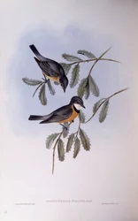 Silbador rufo (Pachycephala rufiventris), grabado de John Gould
