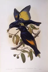 Ave lira satinada (Ptilonorhynchus violaceus), grabado por John Gould