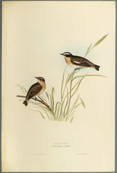 Saxicola Rubetra: Tarabilla Norteña