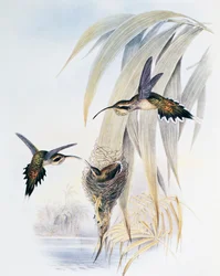 Ermitaño de garganta escamosa (Phaethornis eurynome), grabado de Monograph of Trochilidae or Humming Birds (1849-1861), por John Gould (1804-1881), Reino Unido