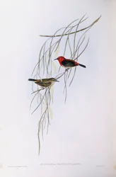 Mizomela escarlata (Myzomela sanguinolenta), grabado por John Gould