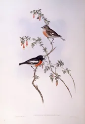 Petirrojo escarlata (Petroica multicolour), grabado por John Gould