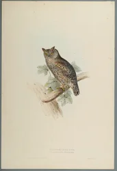 Scops Aldrovandi: Autillo