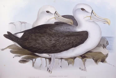 Albatros tímido (Diomedea o Thalassarche cauta), Grabado de John Gould