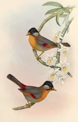 Mesia orejiplateada (Leiothrix orejiplateada) Leiothrix argentauris (Hodgson)
