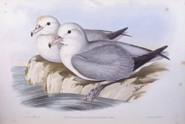 Petrel antártico (Fulmarus glacialoides), grabado por John Gould