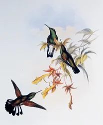 Colibrí de cola rayada (Eupherusa eximia), grabado de Monograph of Trochilidae or Humming Birds (1849-1861), de John Gould (1804-1881), Reino Unido