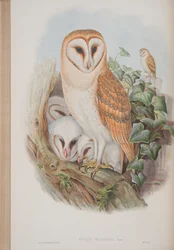Strix Flammea, lámina de Las aves de Gran Bretaña por John Gould, publicado 1862-73